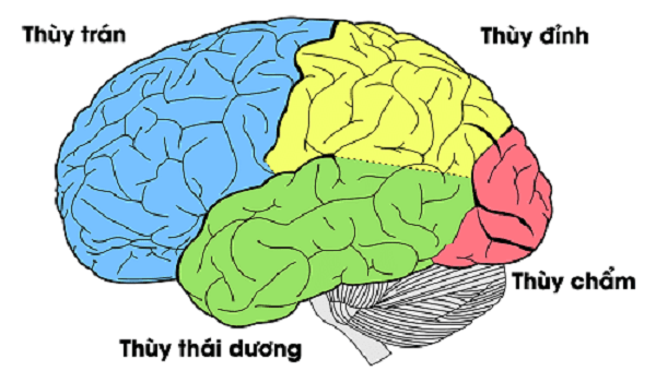 Bệnh teo não nguy hiểm như thế nào?