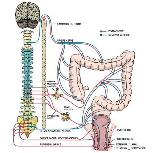 Các dạng bệnh rối loạn thần kinh thực vật thường gặp
