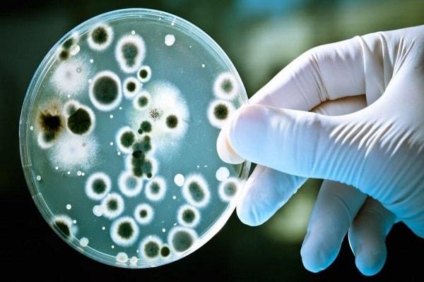 Cách điều trị chữa bệnh nhiễm khuẩn Helicobacter pylori
