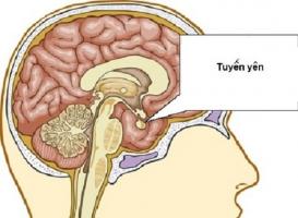 7. Phòng ngừa bệnh suy tuyến yên