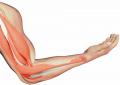 Cơ bắp tay bị co giật - Nguyên nhân và cách phòng ngừa