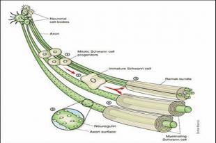 Các cách điều trị bệnh viêm đa dây thần kinh Các cách điều trị bệnh viêm đa dây thần kinh