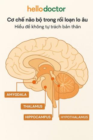 Cơ chế não bộ trong rối loạn lo âu – Hiểu để không tự trách bản thân