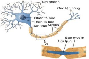 Nguyên nhân của bệnh viêm đa dây thần kinh ngoại biên