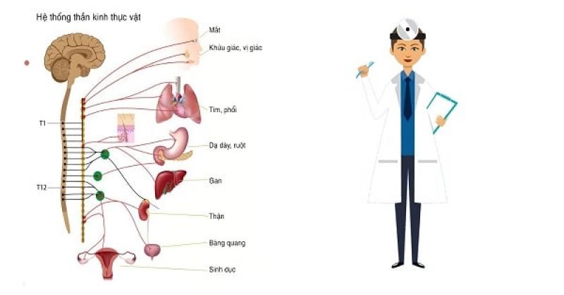 9 nguyên nhân gây ra bệnh rối loạn thần kinh thực vật