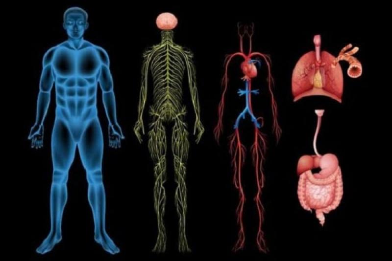 Biện pháp tự khắc phục bệnh rối loạn thần kinh thực vật tại nhà