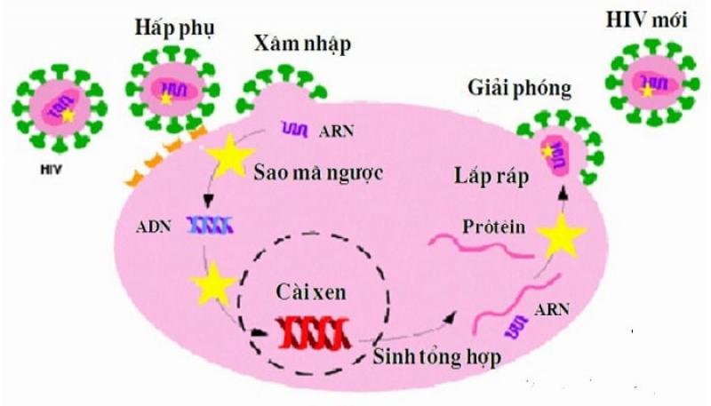 Cơ chế gây bệnh của Virus HIV sau khi xâm nhập vào trong cơ thể