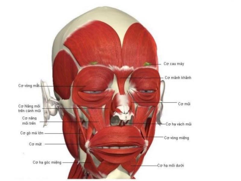 Tất Cả Những Điều Bạn Cần Biết Về Chứng Co Giật Cơ Mặt