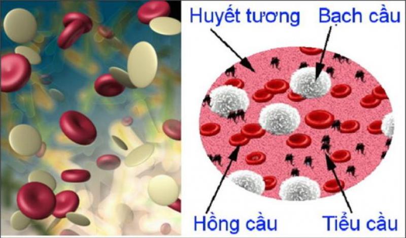 Giảm tiểu cầu trong máu có nguy hiểm không?