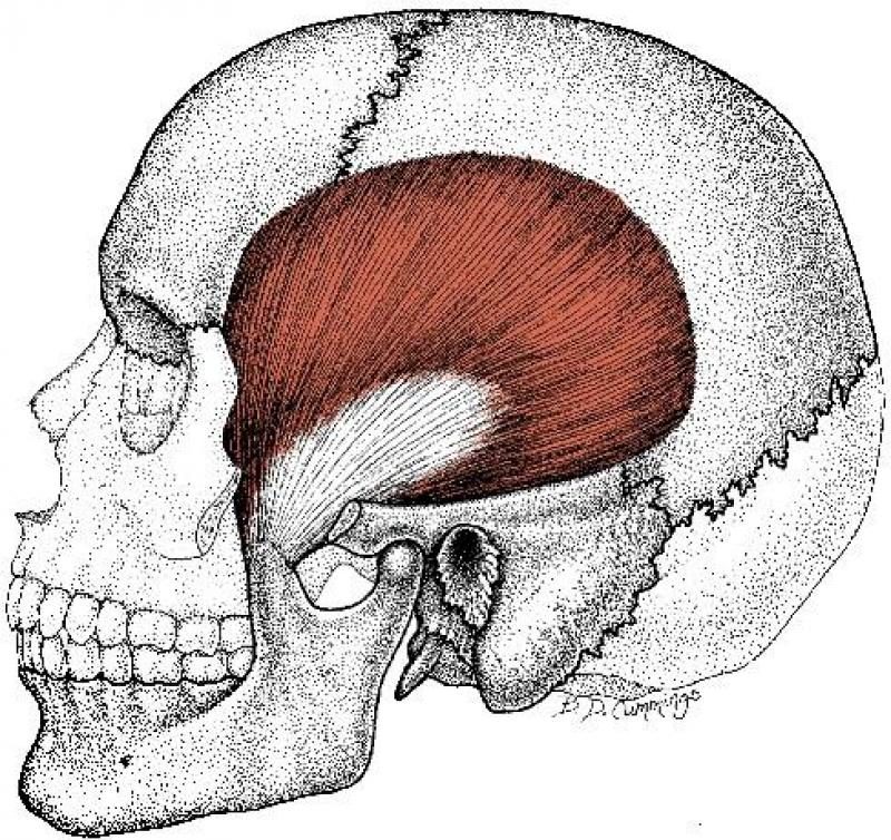 Co giật cơ thái dương - Nguyên nhân, cách phòng và điều trị