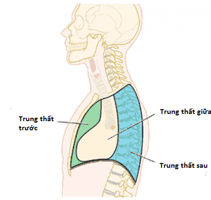 Những ai dễ mắc phải bệnh lý u trung thất?