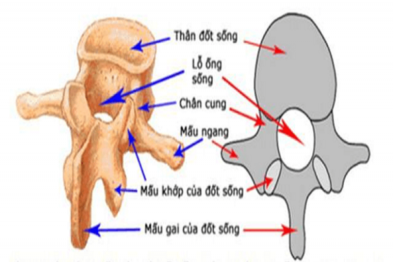 Những nguyên nhân gây ra bệnh gai cột sống