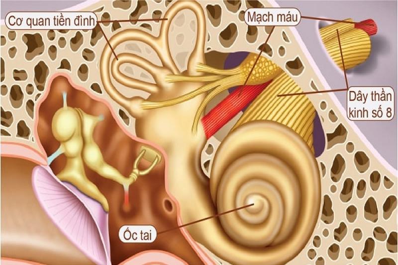 Những nguyên nhân gây ra bệnh rối loạn tiền đình