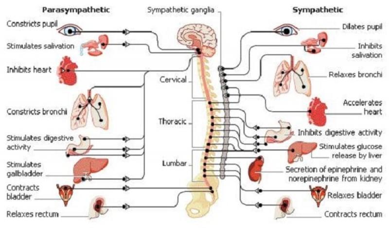 Rối loạn thần kinh thực vật