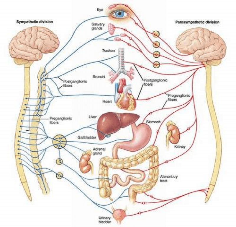 Rối loạn thần kinh tự chủ
