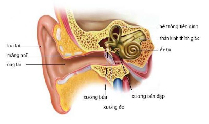 Rối loạn tiền đình có nguy hiểm hay không? Rối loạn tiền đình có nguy hiểm hay không?