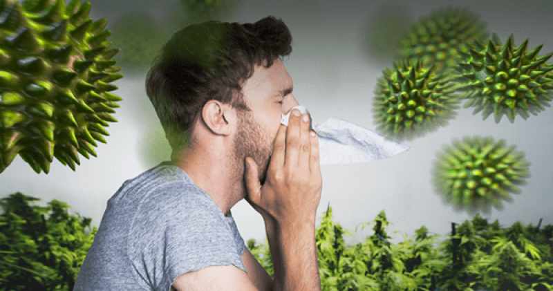 Sự thật về tình trạng viêm mũi dị ứng gây ra đau đầu 