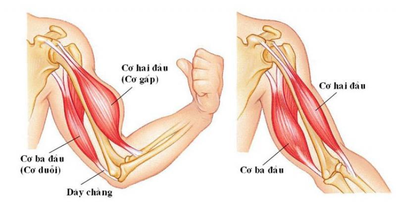 Teo cơ cánh tay