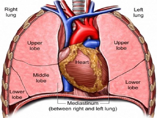 2. Giải phẫu chi tiết của tim và trung thất