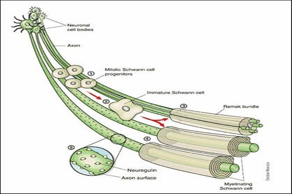 Có những loại thuốc nào được sử dụng trong phác đồ điều trị viêm dây thần kinh?
