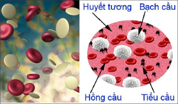 Giảm tiểu cầu trong máu có nguy hiểm không?