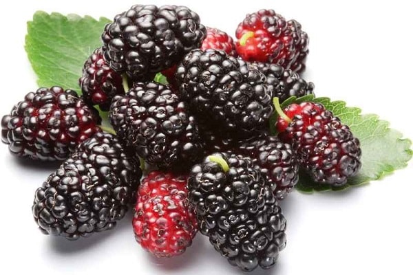 Dâu tằm giúp chữa bệnh mất ngủ ở người già