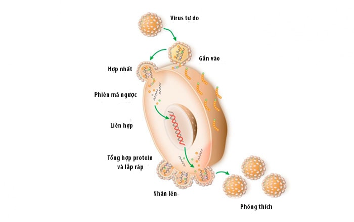 Cơ chế gây bệnh của Virus HIV sau khi xâm nhập vào trong cơ thể
