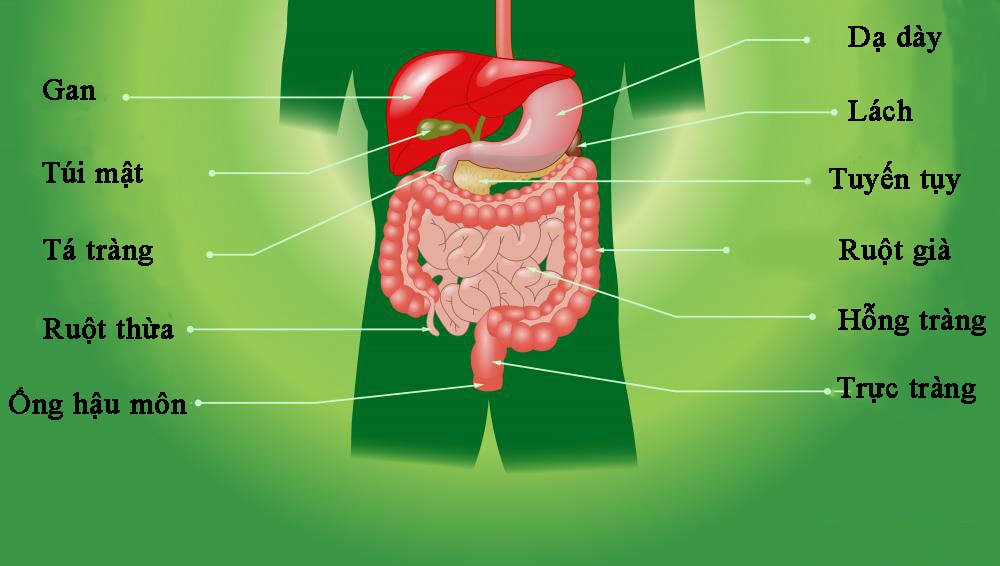 Đau Hạ Sườn Trái Là Bệnh Gì? Nguyên Nhân, Triệu Chứng Và Cách Điều Trị Hiệu Quả