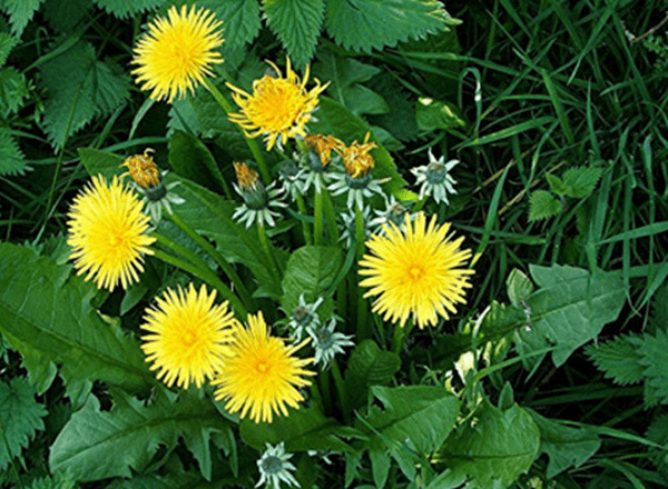 Bồ công anh có tác dụng trong việc điều trị bướu cổ