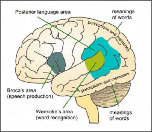 Area meaning. Афазия. Сенсорная афазия. Language areas in the Brain. Пик афазия.