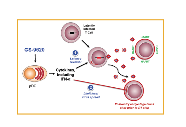 Cơ chế tác động của thuốc điều trị HIV GS-9620 Cơ chế tác động của thuốc điều trị HIV GS-9620