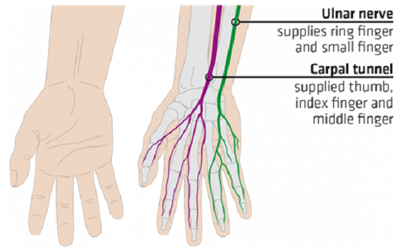 Vấn đề ở thần kinh quay - nguyên nhân gây tê đầu ngón tay