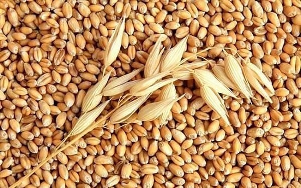 Lúa mì - thực phẩm người bị trầm cảm nên ăn Lúa mì - thực phẩm người bị trầm cảm nên ăn