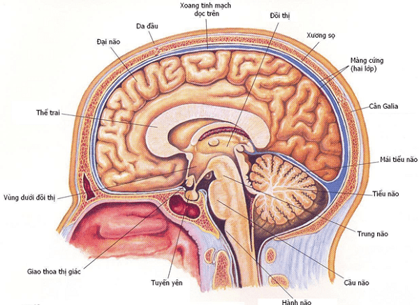 Cấu trúc não bộ