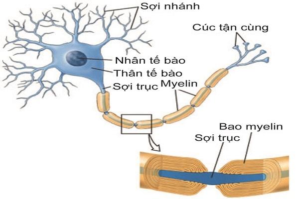 Nguyên nhân của bệnh viêm đa dây thần kinh ngoại biên
