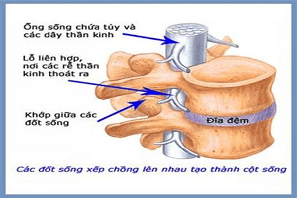 Nguyên nhân gây bệnh thoái hóa cột sống