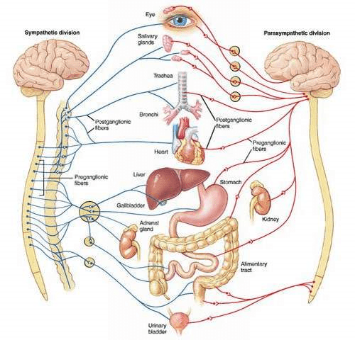 Tổng quan về hệ thần kinh tự chủ: cấu trúc và chức năng?
