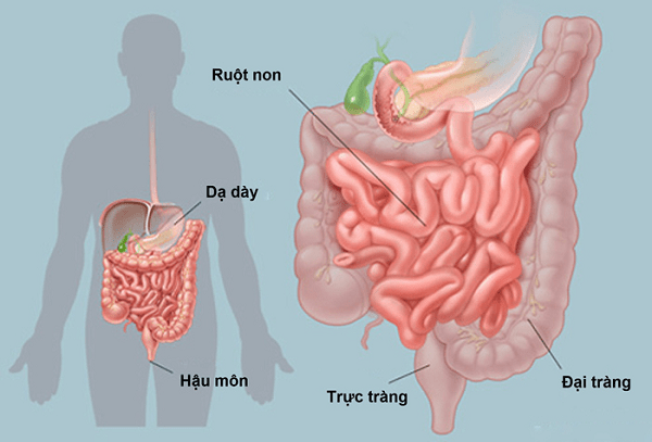 Rối loạn tiêu hóa