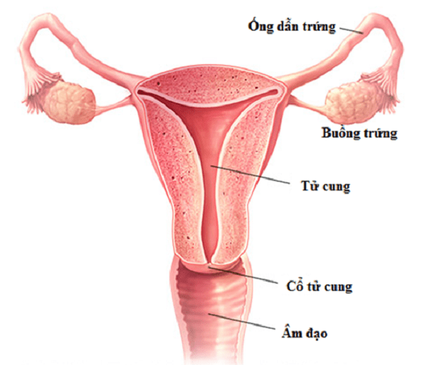 Sảy thai