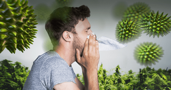 Sự thật về tình trạng viêm mũi dị ứng gây ra đau đầu 