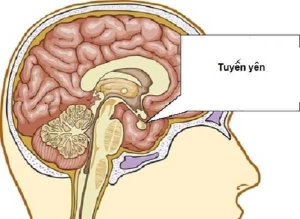 Tuyến yên (Pituatary) đóng vai trò gì trong cơ thể?
