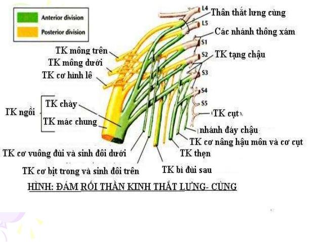 Tìm hiểu thần kinh ngồi Các nguyên nhân và cách điều trị