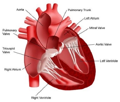 Bệnh tim mạch là gì?
