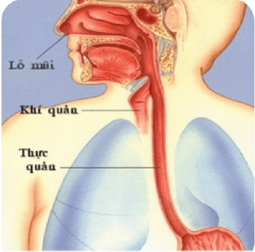 Viêm thực quản